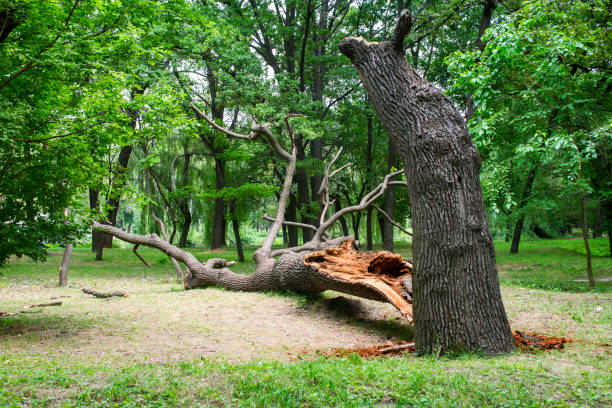 Best Lot and Land Clearing  in Port Arthur, TX